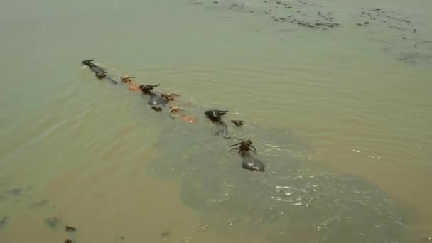 Retrato Búfalos Domesticados Una Parte Más Baja Del Lago Humedales — Vídeos de Stock