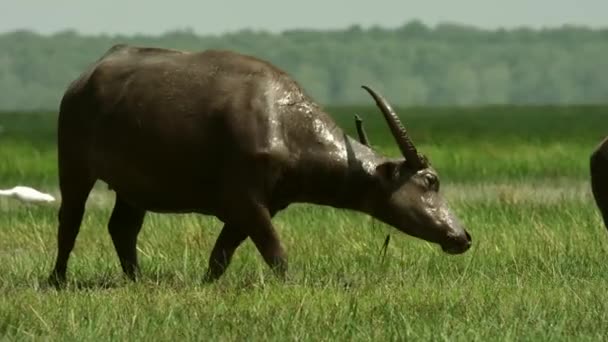 Gölün Sığ Kesiminde Evcilleştirilmiş Bufaloların Portresi Manzara Sulak Alanlar Songkhla — Stok video