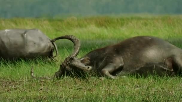 Porträtt Domesticerade Bufflar Grund Del Sjön Landskapsvåtmarker Songkhla Lake Songkhla — Stockvideo