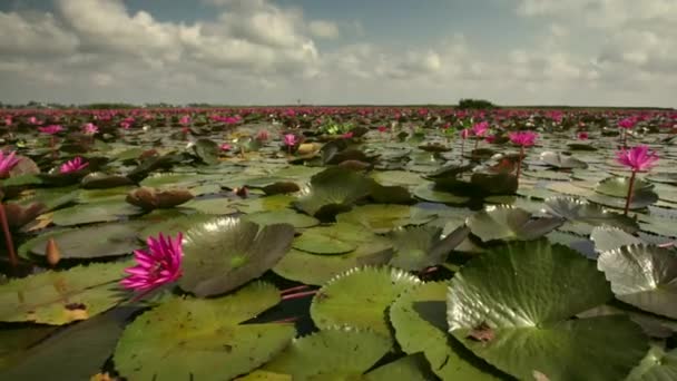 泰国Songkhla Songkhla湖中粉色莲花的空中俯瞰 — 图库视频影像