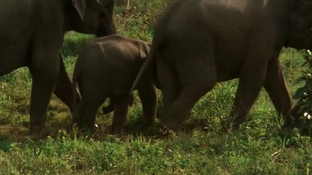 アジア野生象くいぶり国立公園 プラチュワップキーリーカン県 タイで — ストック動画