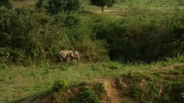Elefante Salvaje Asia Parque Nacional Kui Buri Provincia Prachuap Khiri — Vídeo de stock