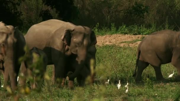 亚洲野生大象和鸟类 在泰国Prachuap Khiri Khan省的Kui Buri国家公园 他们允许鸟类捕杀抓挠的昆虫 — 图库视频影像