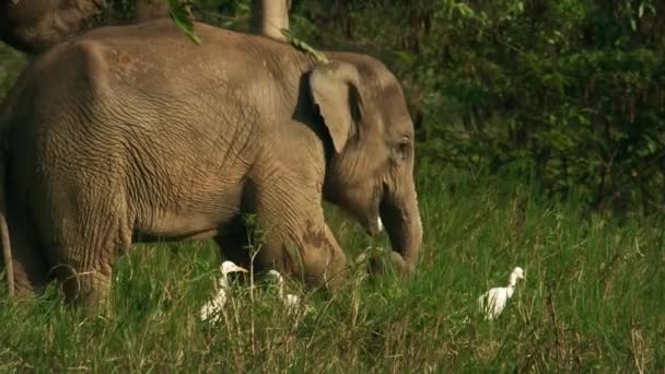 Asia Elefanti Selvatici Uccelli Danno Uccelli Raccogliere Insetti Graffianti Parco — Video Stock