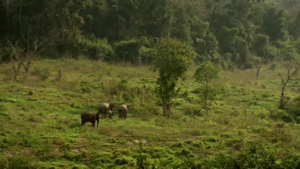 Asya Yaban Fil Kui Buri Milli Parkı Prachuap Khiri Khan — Stok video