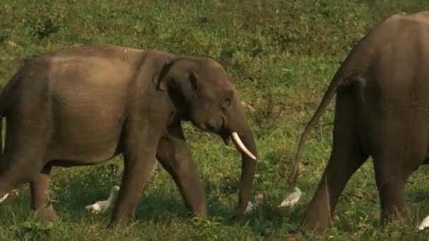 Asia Wild Elephants Birds Give Birds Pick Scrattering Insects Kui — Stock Video