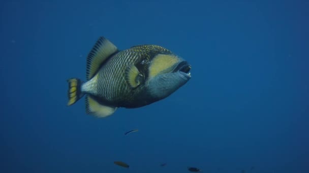 Titán Triggerfish Balistoides Viridescens Plavání Pod Mořem Andamanském Moři Similan — Stock video