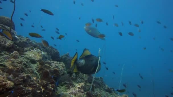 タイのパンガー島 シミラン諸島 アンダマン海の海底で泳ぐ魚 バリストイデス ヴィリディセン — ストック動画