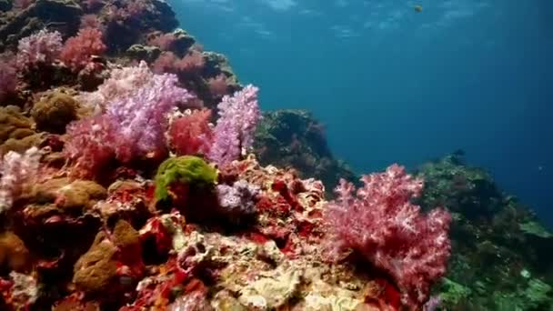 Peces Tropicales Submarinos Coloridos Corales Arrecife Tropical Mar Andamán Islas — Vídeo de stock