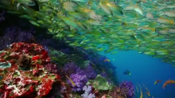 Undervattensfärgglada Tropiska Fiskar Och Koraller Ett Tropiskt Rev Andamansjön Similan — Stockvideo