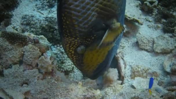 Titan Triggerfish Balistoides Viridescens Äter Långstjärtad Sjöborre Och Törnekronan Andamansjön — Stockvideo