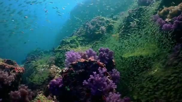 泰国彭加岛安达曼海一个热带珊瑚礁上的海底五彩斑斓的热带鱼类和珊瑚 — 图库视频影像