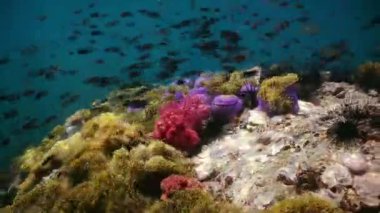 Andaman Denizi, Similan Adaları, Phang nga, Tayland 'daki tropik bir resifteki sualtı renkli tropikal balık ve mercanlar.
