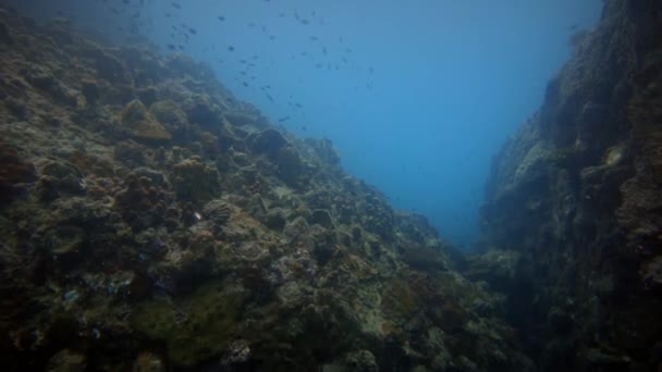 Peixes Tropicais Coloridos Subaquáticos Corais Recife Tropical Mar Andamão Ilhas — Vídeo de Stock