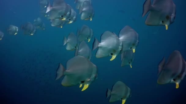 Peces Tropicales Submarinos Coloridos Corales Arrecife Tropical Mar Andamán Islas — Vídeos de Stock