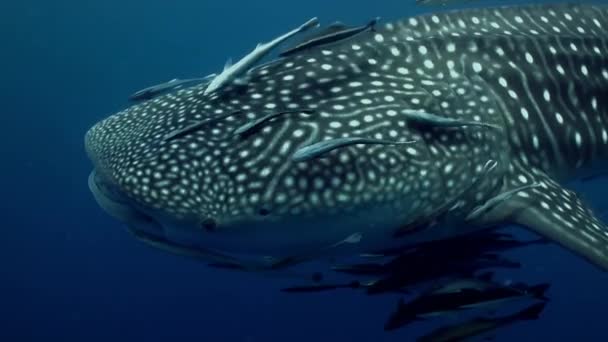 Tubarão Baleia Rhincodon Typus Este Tubarão Tem Uma Horda Peixes — Vídeo de Stock