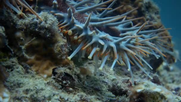 とげの冠ヒトデは 熱帯のサンゴ礁で漂白された死んだ硬いサンゴの上で毒のある動物が食べる魚です アンダマン海 シミラン諸島 パンガー島 タイの浅いサンゴ礁に生息するハードサンゴとバブルサンゴ礁でのクラウン とげのあるシースターフィード — ストック動画