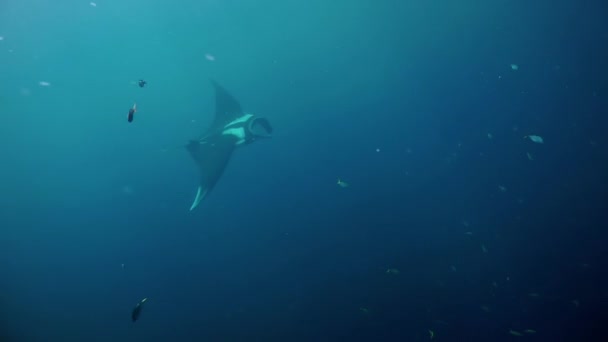Raya Manta Oceánica Gigante Manta Birostris Observando Mundo Submarino Durante — Vídeos de Stock