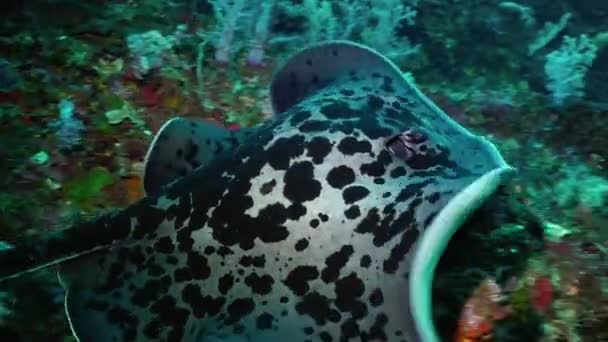 Huge Marble Ray Dark Murky Tropical Coral Reef Andaman Sea — Stock Video