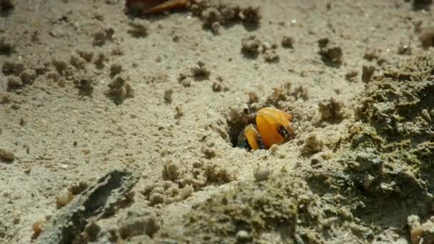 Skrzypek Crab Wokaliści Uca Spacerujący Lesie Namorzynowym Plaży Phuket Tajlandia — Wideo stockowe