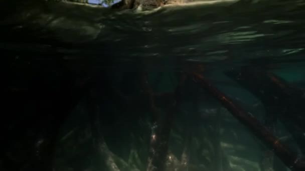 Nahaufnahme Der Mangrovenbaumwurzel Wasser Emerald Mineral Pool Tha Pom Klong — Stockvideo