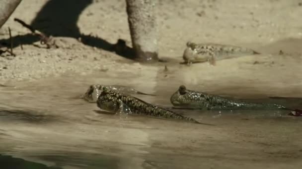 Mudskipper Amfibik Balıklarının Yakınları Mangrovlarda Yaşar Laem Phak Bia Tayland — Stok video