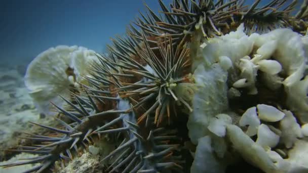 Coroa Espinhos Starfish Animal Venenoso Come Coral Duro Branqueado Morto — Vídeo de Stock