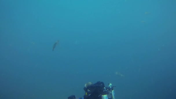 Mayo 2020 Operador Cámara Buceo Haciendo Video Los Peces Ballesta — Vídeo de stock