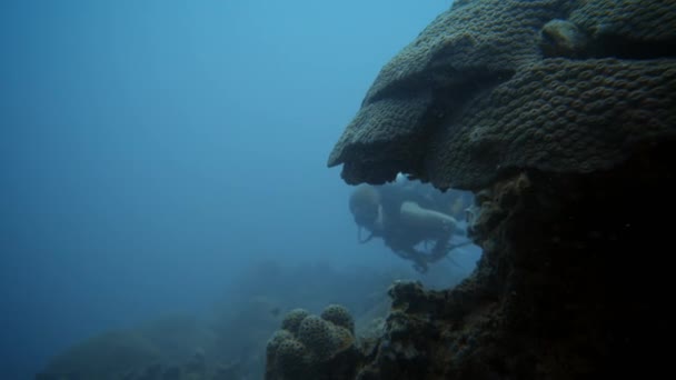 2020年5月 一名海洋科学家在泰国彭加岛安达曼海潜水时 用仪器收集了荆棘海星王冠 用于科学研究计划 — 图库视频影像