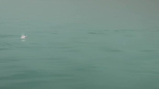 Повітряний Вид Рідкісного Рожевого Дельфіна Який Плаває Дивиться Вгору Камеру — стокове відео