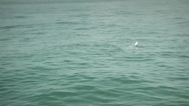 Flygfoto Över Sällsynt Rosa Delfin Simning Och Ser Upp Till — Stockvideo