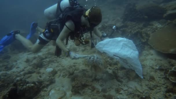 Maj 2020 Marinforskare Som Använder Utrustning Samlar Krona Törnen Starfish — Stockvideo