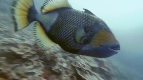 タイのパンガー島 シミラン諸島 アンダマン海の海底で泳ぐ魚 バリストイデス ヴィリディセン — ストック動画