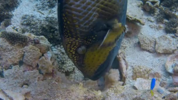 Τιτάνας Triggerfish Balistoides Virideces Τρώει Long Spined Sea Urchin Crown — Αρχείο Βίντεο