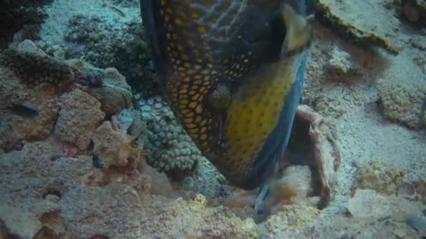 Pez Tigre Titán Balistoides Viridescens Está Comiendo Erizo Mar Espinas — Vídeos de Stock