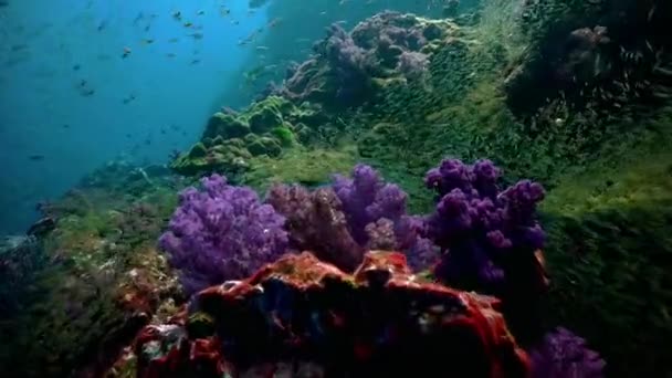 Unterwasser Bunte Tropische Fische Und Korallen Einem Tropischen Riff Der — Stockvideo