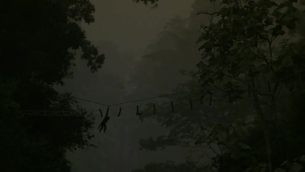 Ralenti Gibbon Monte Échelle Des Singes Travers Route Dans Parc — Video