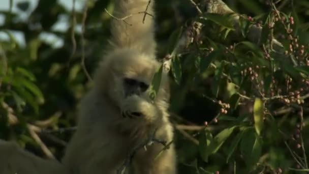 Fim Gibão Escolhe Comer Fruto Maduro Parque Nacional Khao Yai — Vídeo de Stock