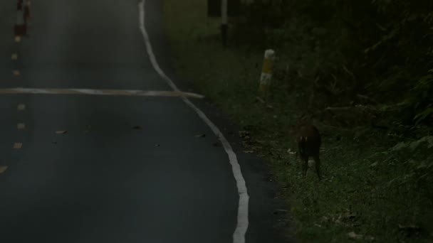 Wild Deer Eating Acorns Tree Wild Child Deer Grazing Road — Stock Video