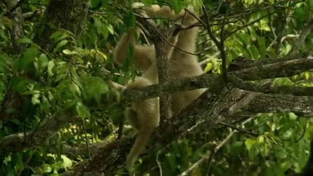 Közönséges Gibbon Vagy Fehér Kezű Gibbons Család Természetes Erdőben Khao — Stock videók