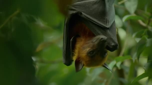 Lyle Flying Fox Pteropus Lyleior Hanging Upside Small Branch While — Stock Video