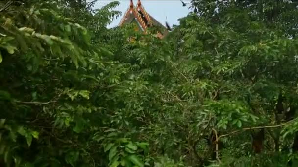 泰国柴城索市Wat Pho Bang Khla Lyle Flying Fox或Pteropus Lyleior白天睡觉时倒挂在树枝上 — 图库视频影像