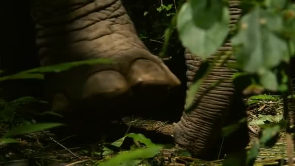 Ásia Elefante Selvagem Parque Nacional Kui Buri Província Prachuap Khiri — Vídeo de Stock