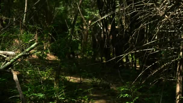 亚洲野象在奎武里国家公园 巴蜀省 — 图库视频影像