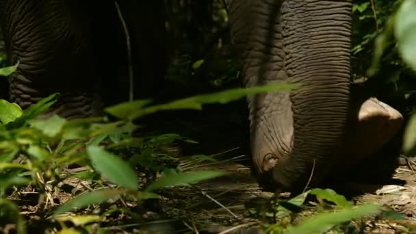 Asia Vad Elefántot Kui Buri Nemzeti Park Prachuap Khiri Khan — Stock videók