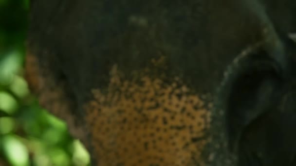 アジア野生象くいぶり国立公園 プラチュワップキーリーカン県 タイで — ストック動画