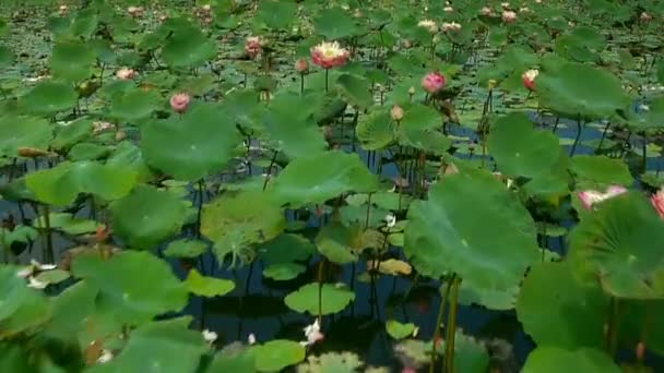 Flygfoto Ovanifrån Rosa Lotusblommor Songkhla Lake Songkhla Thailand — Stockvideo