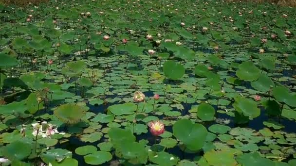 Flygfoto Ovanifrån Rosa Lotusblommor Songkhla Lake Songkhla Thailand — Stockvideo