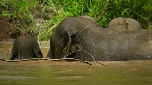 Elefantes Asiáticos Bañándose Poco Agua Santuario Elefantes Éticos Parque Nacional — Vídeos de Stock