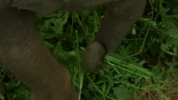 Elefante Mãe Bebê Passam Tempo Juntos Enquanto Mãe Come Grama — Vídeo de Stock